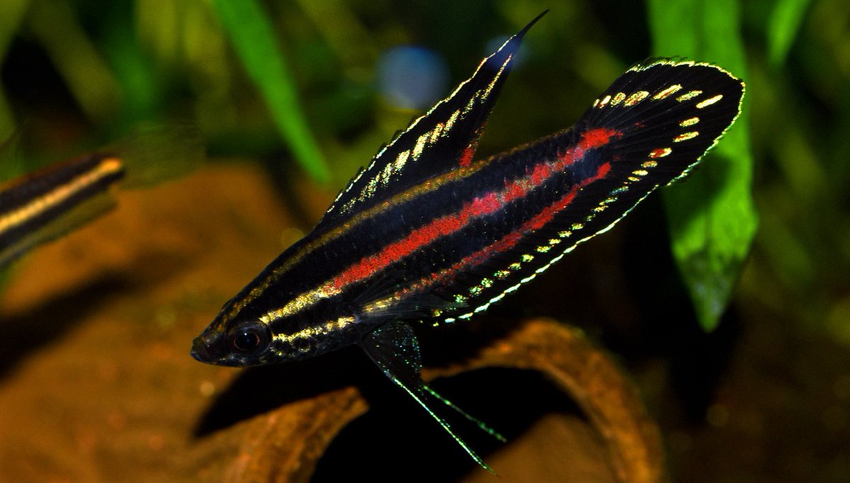 Parosphromenus juelinae, a beautiful freshwater fish from Indonesia