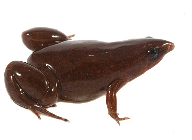 Synapturanus danta, a brown frog