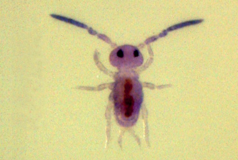 Spaeridia piauiensis, a springtail from Brazil