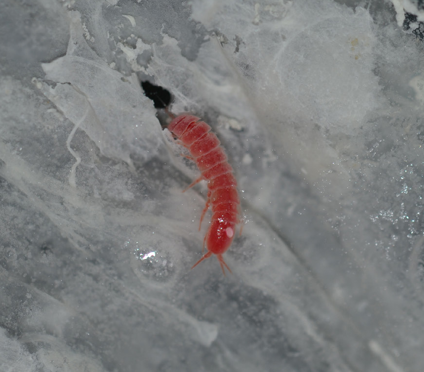 Stenasellus stygopersicus, an isopod from Iran