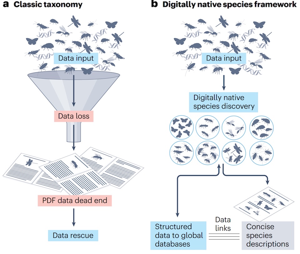 digital species framework